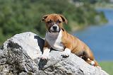 STAFFIE 091